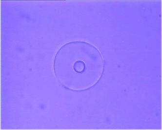 Rotating vaterite in micelle